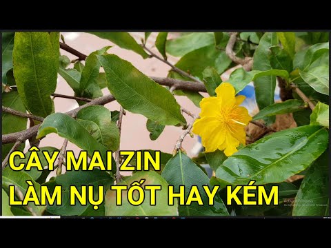 🔴 QBS22277 - CÂY MAI ZIN TẠO NỤ TỐT HAY KHÔNG | GIỐNG MAI VÀNG NÀO LÀM NỤ TỐT CHO KHÍ HẬU MIỀN BẮC