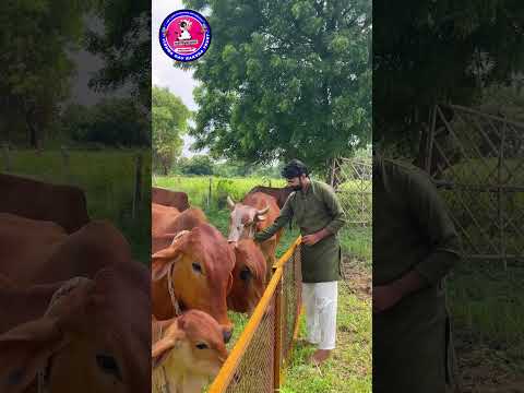  Koi raja meraj tumhara