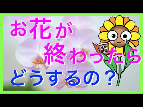 花が終わった蘭の世話はどうすればよいですか？茎をどこで切り、再び花を咲かせるにはどうすればよいですか？  庭園