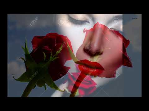 Những đóa hồng nhung Sheet - Lan Anh