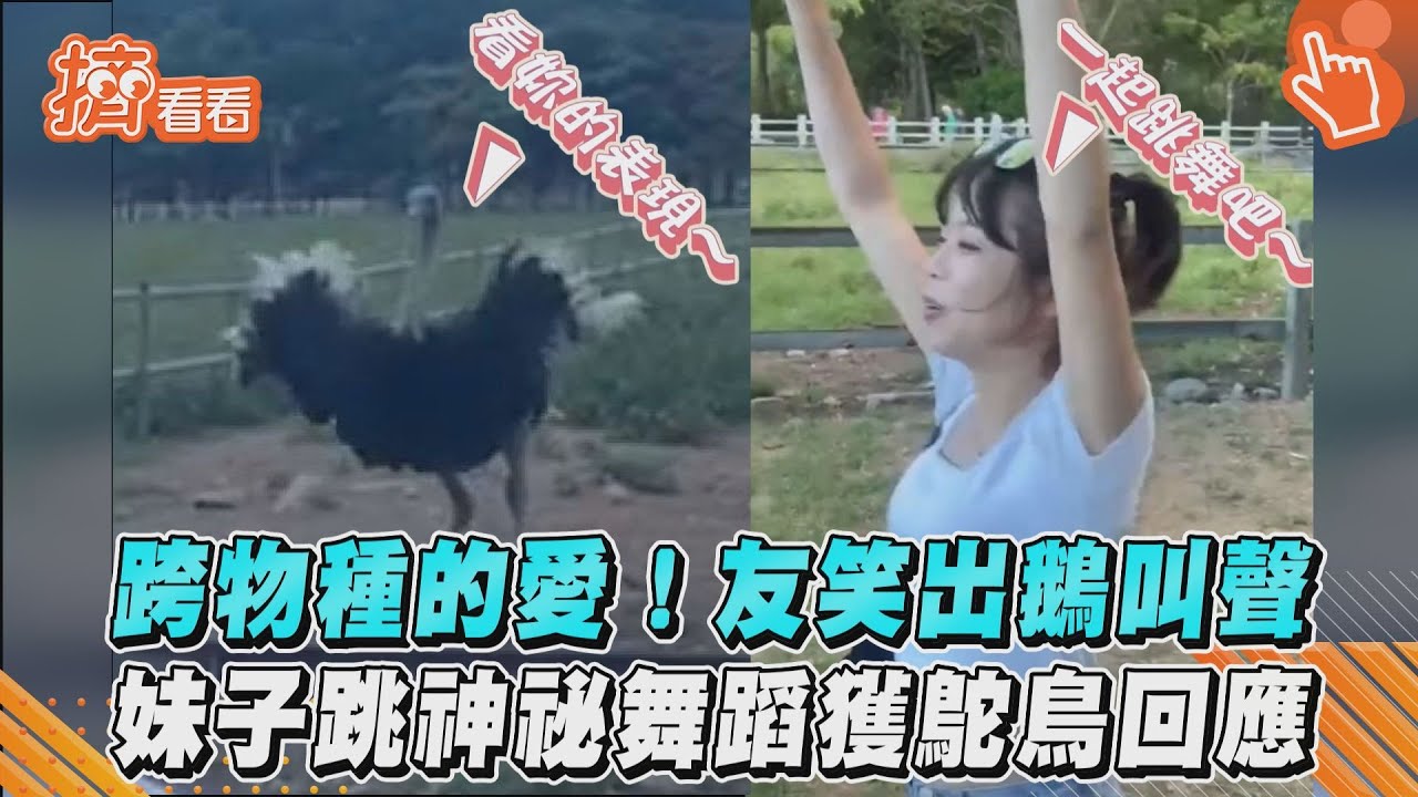影音／跨物種的愛！友笑出鵝叫聲　妹子跳神祕舞蹈獲鴕鳥回應