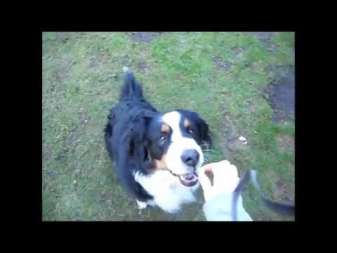 Komenda "przynieś" . Dog trick