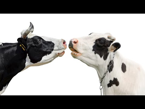 , title : 'Cow Mooing Sound Effect | HQ'
