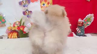 ポメラニアンの動画01