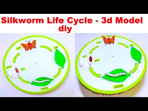 life cycle of a butterfly model 3d making using cardboard science project howtofunda still model