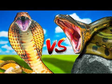 King Cobra vs Anaconda!