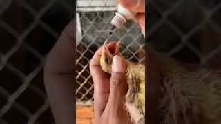 Download lagu Chicken #youtubeshort #chickendishes mp3