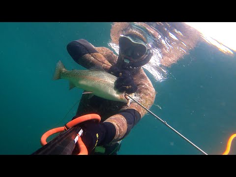 Spearfishing Rainbow and Tiger Trout in Crystal Clear Water!