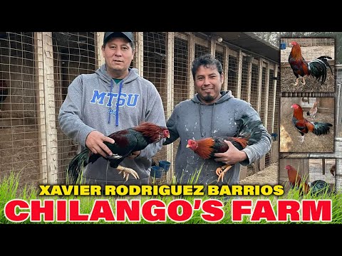 Asil Sweater Giro Grey CHILANGOS FARM Xavier Rodriguez - Beautiful Birds