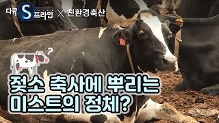 젖소 축사에 뿌려지는 미스트의 정체? [친환경 축산] / YTN사이언스