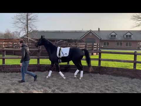 Phantom Sollenburg | Kjento x Charmeur - Stallion - 2020 - 163 cm