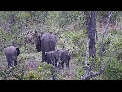 Djuma: Elephants scattered about - 10:53 - 11/13/21