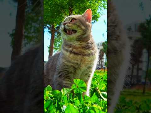 Non - stop Kitten meowing sound😻biraler dak😺cat sound #catsounds #meowing #kitten #shorts #short