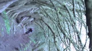 Poor Spirits- Mellow