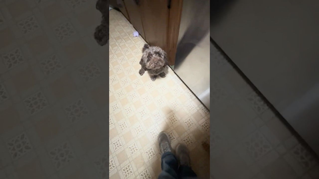 Brownie, a Adoptable Miniature Poodle in rye, NY video 4/6