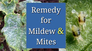 Remedy for Powdery Mildew & Spider Mites: Sulfur