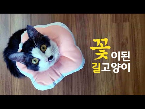길고양이 간택 후 중성화 수술, 그 5일간의 기록