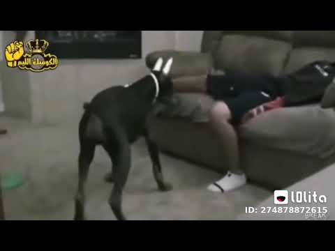 لما تلعب باللزر مع الكلب ونتا نايم