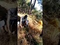 Discovery On Jungle Hp