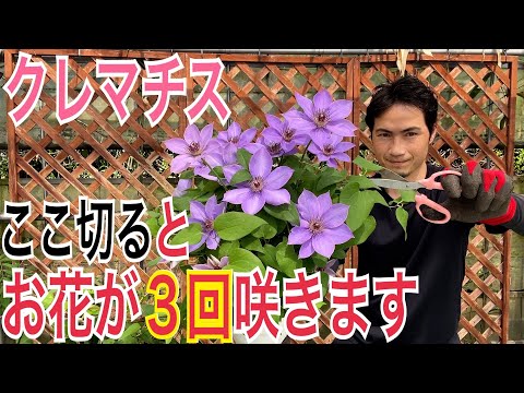園芸 小花クレマチスの剪定