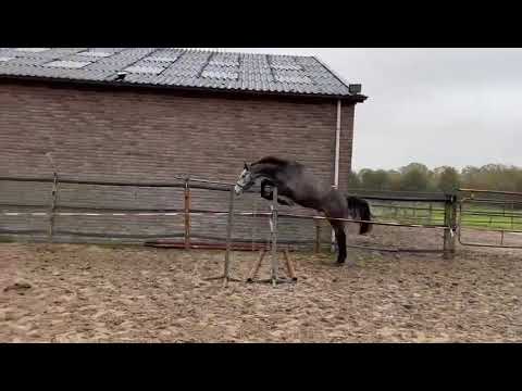 3yo Stallion (Chaclot x Diarado)