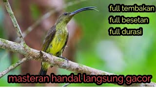 Download lagu masteran pijantung gacor suara jernih full besetan full kasaran full durasi mp3 Download lagu masteran pijantung gacor suara jernih full besetan full kasaran full durasi mp3
