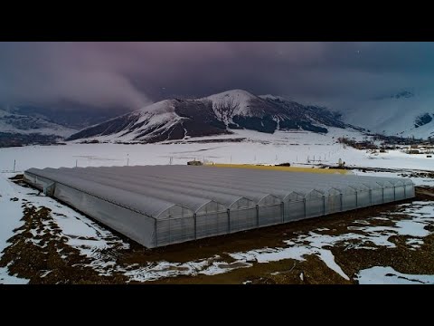 Ապարանում հիմնվել է վարդերի «քաղաք»