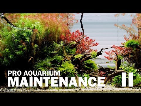 Planted tank maintenance before the Holiday by Green Aqua - Trimming aquatic plants and moss