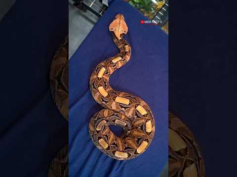 Gaboon Viper #snake #snakegame #animals #shorts #attitude #kingcobra #cobra #snakevideo #viper #fyp