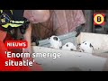 Tientallen zieke puppy's weggehaald bij fokker in Maarheeze