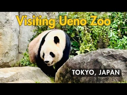 🇯🇵 Walking Tour: Ueno Zoo, Tokyo | 4K Japan Zoo Walk & Relaxing Nature Sounds