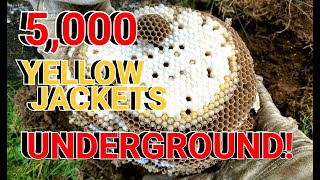 5,000 Yellow Jackets UNDERGROUND! Wasp Nest Removals