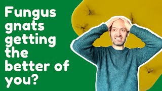 How to Get Rid Of Fungus Gnats in Your Houseplants