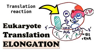 Eukaryotic Translation ELONGATION - How do eEF1A and eEF2 work? Role of diphthamide in translation?