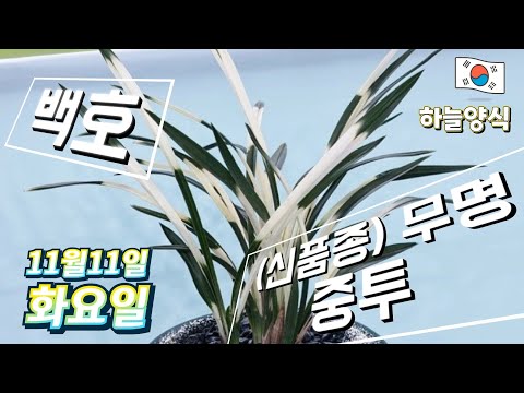 유튜브 썸네일