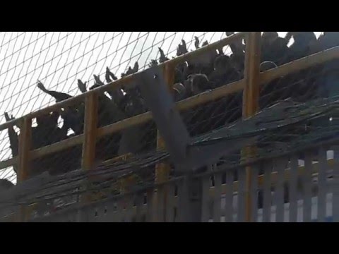 A.s.d. Sporting Mola - A.s.d. Ideale Bari: dodicesima di campionato (parte 2)