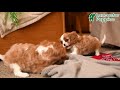 Cavalier King Charles Spaniel dogs for sale: Everett - Video 1