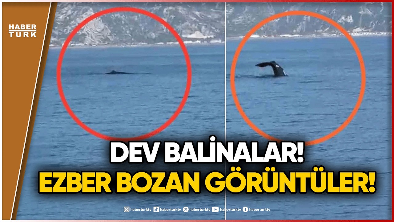 Kıyılarımızda Dev Alarm: Büyük Tehlikenin İşareti mi?