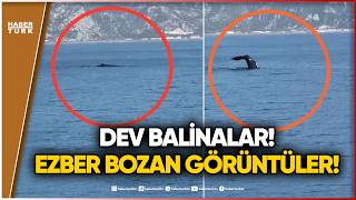 Kıyılarımızda Dev Alarm: Büyük Tehlikenin İşareti mi?