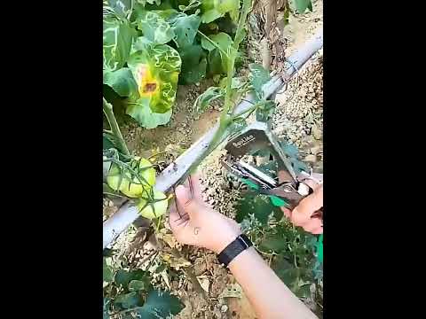 Садовый степлер для подвязки растений огурцов винограда помидор цветов Набор Подвязчик + 5 лент 10000 скоб - фото 1 - id-p2227463929