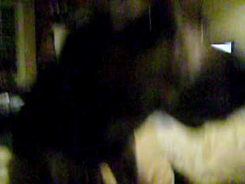 The amazing Clara and her amazing dog Zuni