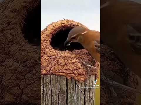 #اكسبلور  جمال الطيور