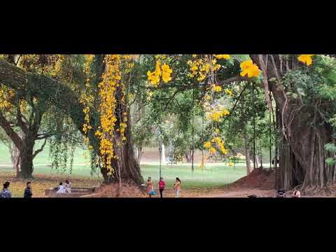 Misty Veils | Suyama Noshika | Janaka Wijayakulasooriya