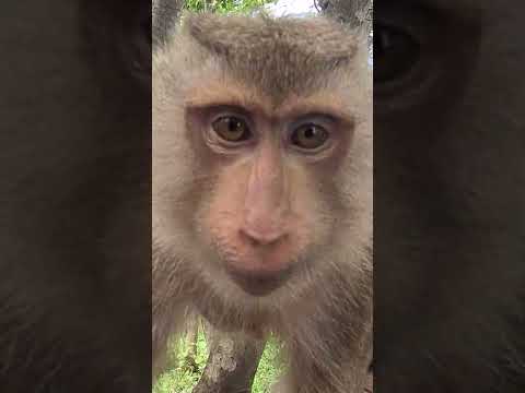Laura, Laury, and Babies are together all the time. #monkeys #animals #cute