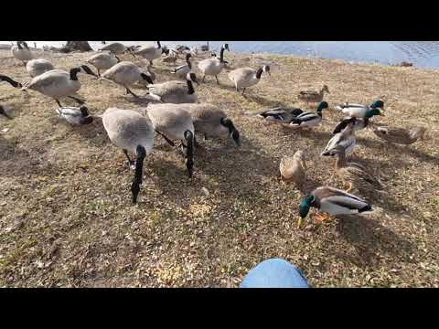 Canadian geese and ducks eating corn