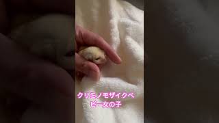 #フクモモベビー #フクロモモンガ #sugar #cute #kawaii #癒し #かわいい #フクモモベビー #sugarglider #クリミノベビー#もふもふ