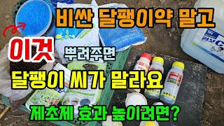 비싼 달팽이약 쓰지 말고 이것 살균제 넣고 뿌리면 달팽이 씨가 말라요 제초제 효과 높이는 방법