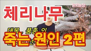 체리나무 죽는 원인(3가지) 2편~성목기 나무