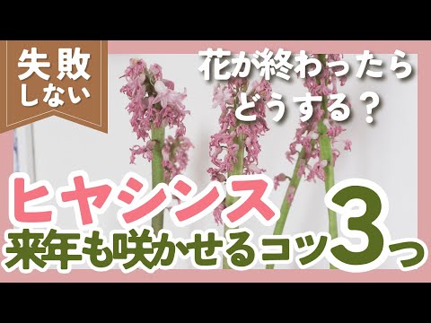 鉢植えのヒヤシンスの手入れ：この崇高な花を室内で植え、水をやり、咲かせる方法は？  庭園
