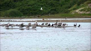 preview picture of video 'Navegando La Antigua Veracruz agosto 2011'